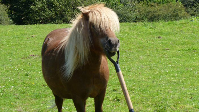 Horse Holding Spade in Mouth